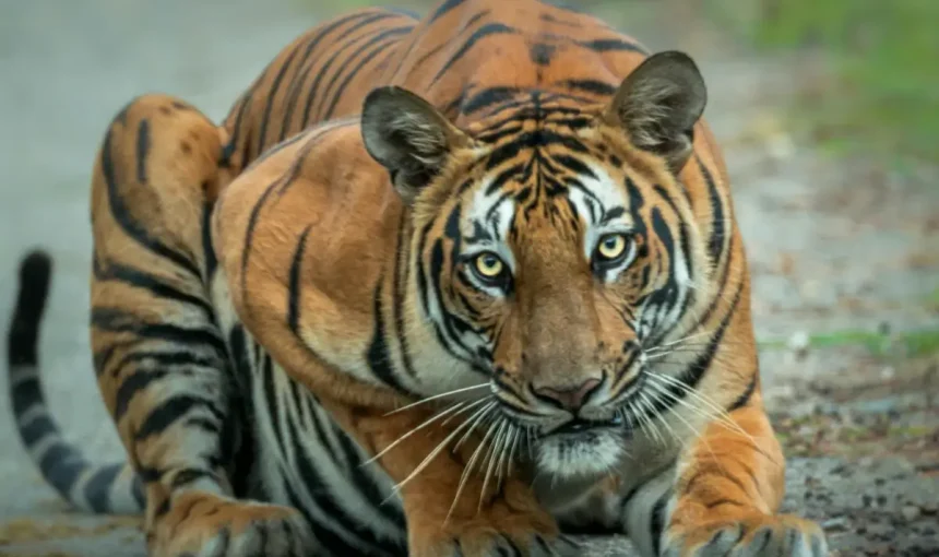 In the Realm of Tigers: A Jungle Safari Experience